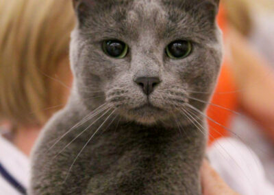 russian blue cat