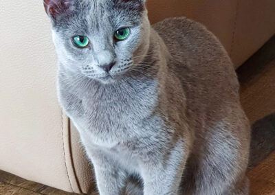 russian blue Tasha
