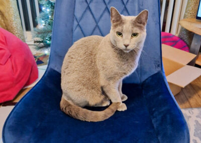 russian blue cat