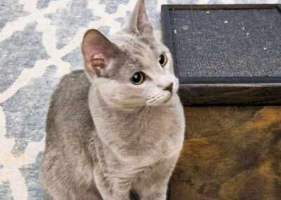 russian blue cara