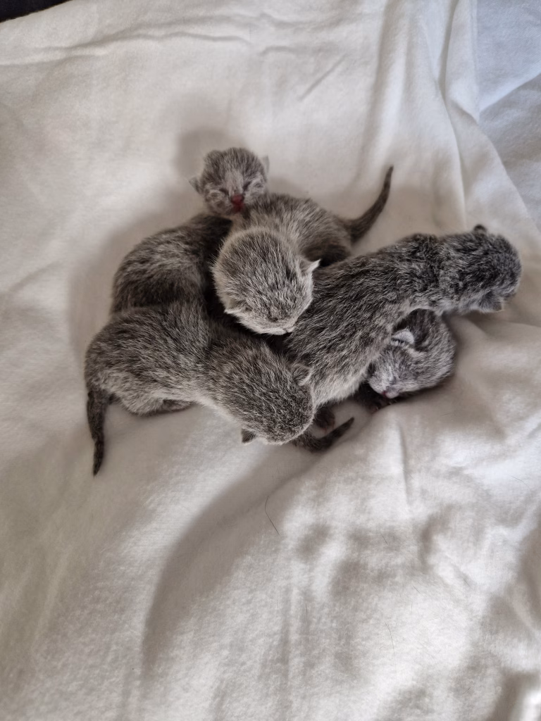 Russian Blue Kittens