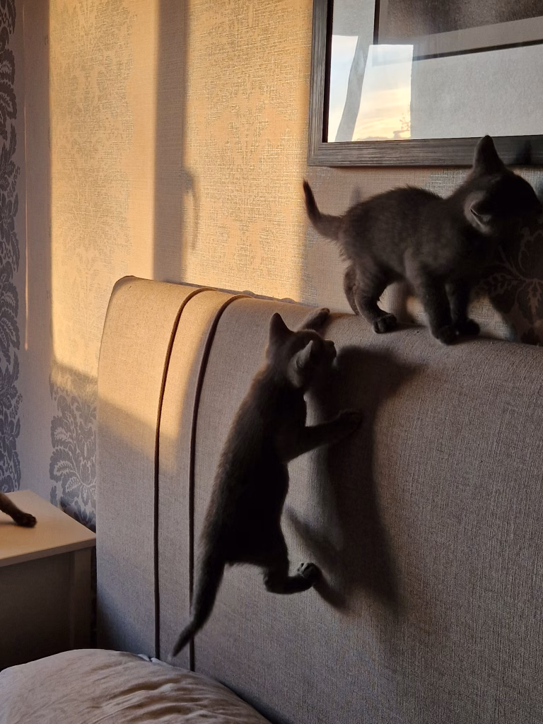 kittens climbing on bed