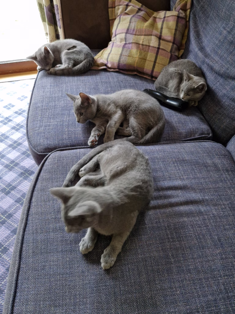 4 blue cats on a sofa