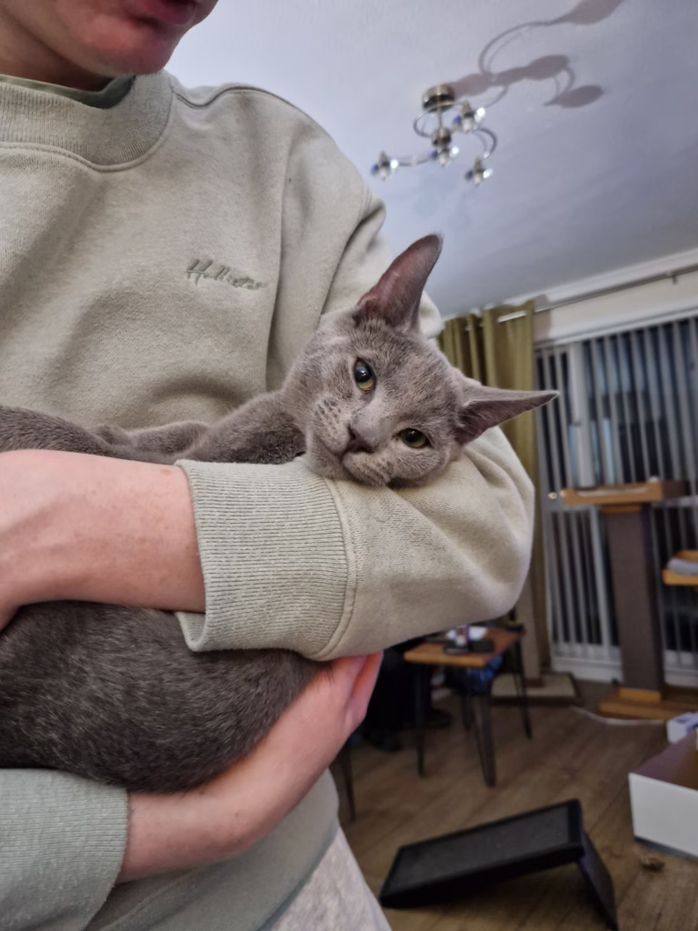 boy with kitten in his arms