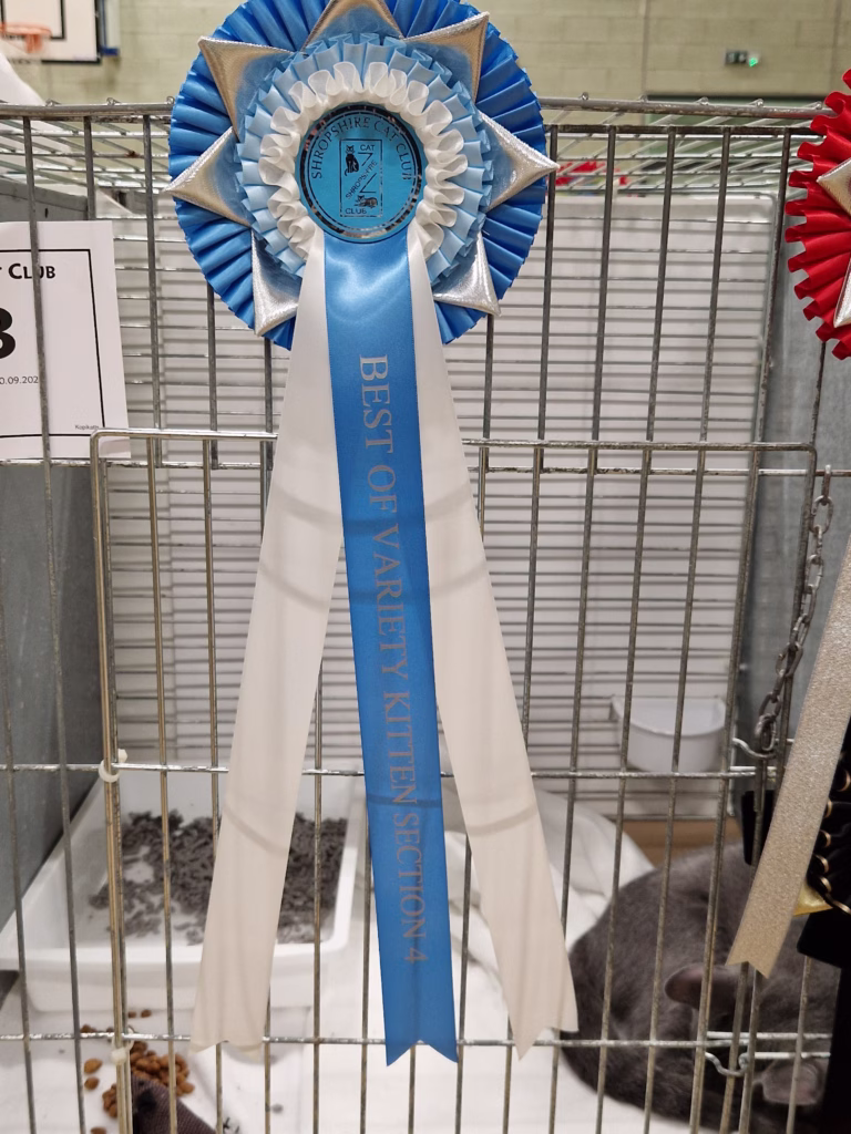 cat at cat show with rosettes