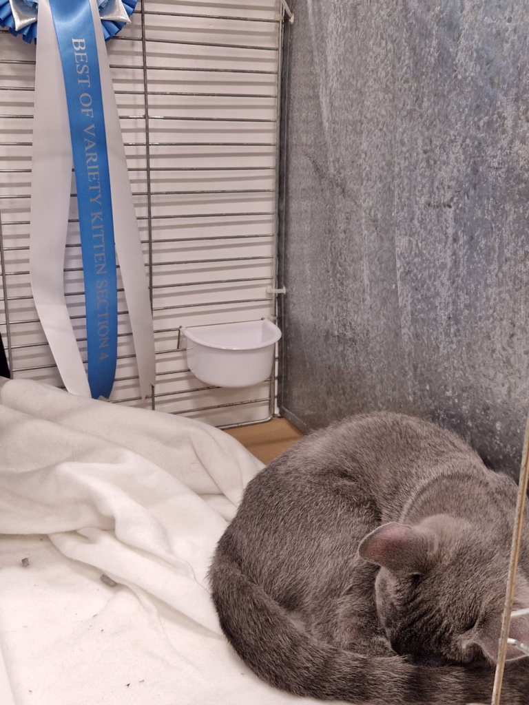 Russian Blue Kitten at Cat show with rosettes