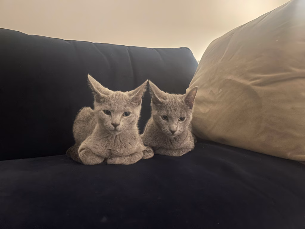 two grey cats sitting on a sofa