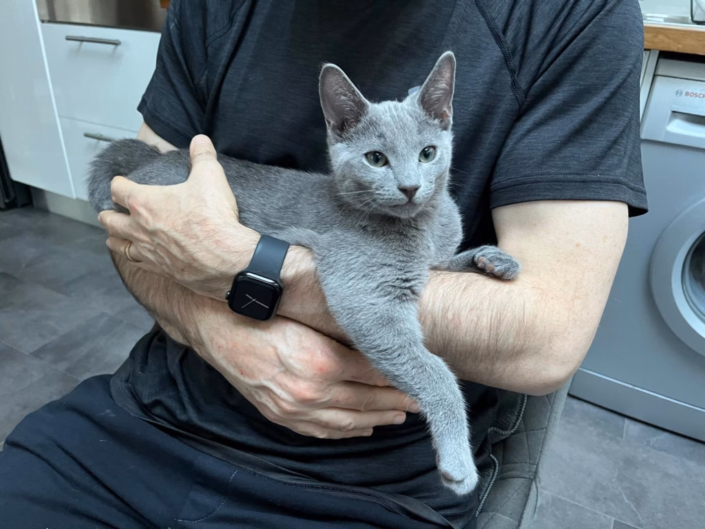 cat in man's arms
