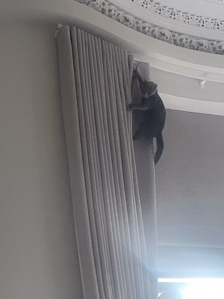 cat climbing a curtain