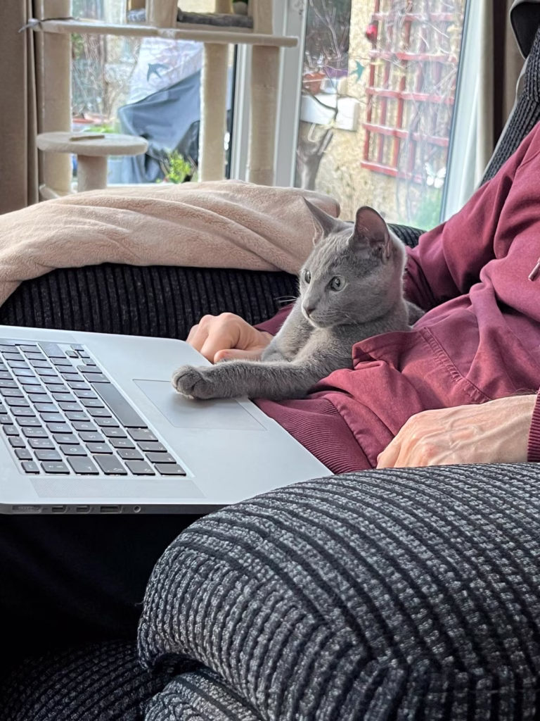 cat & man looking at laptop