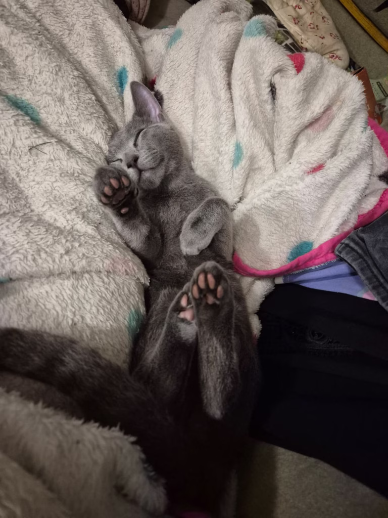 russian blue kitten chilling