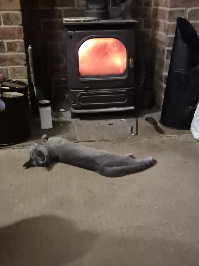 kitten relaxing by a fire