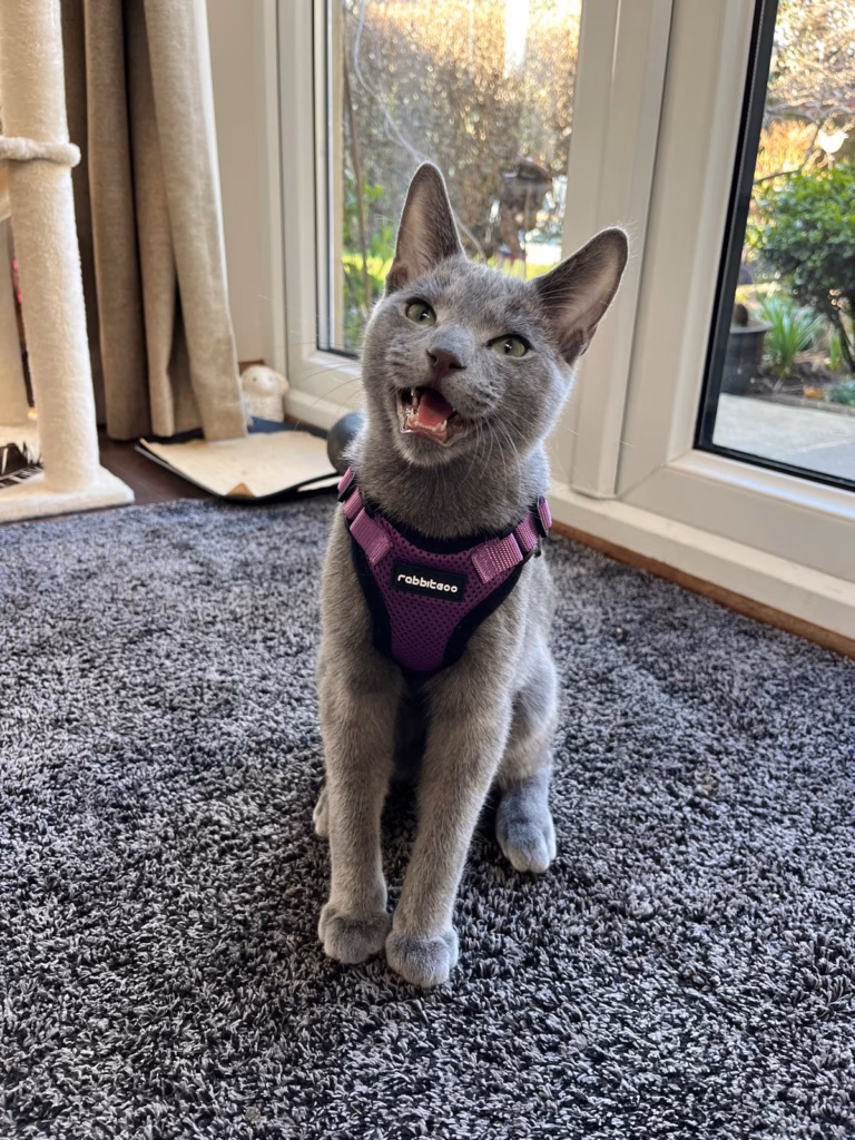 cat in harness yelling