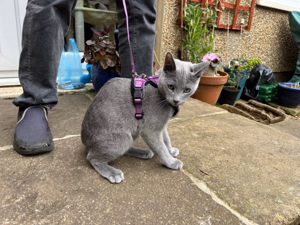 cat with harness