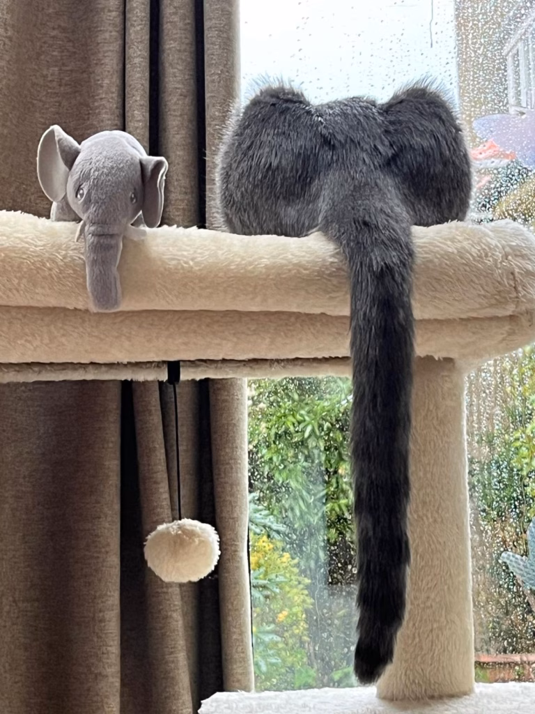 cat tail 