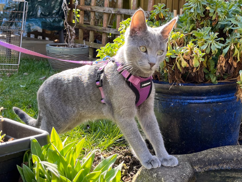 Cat in harness outside in amongst plants