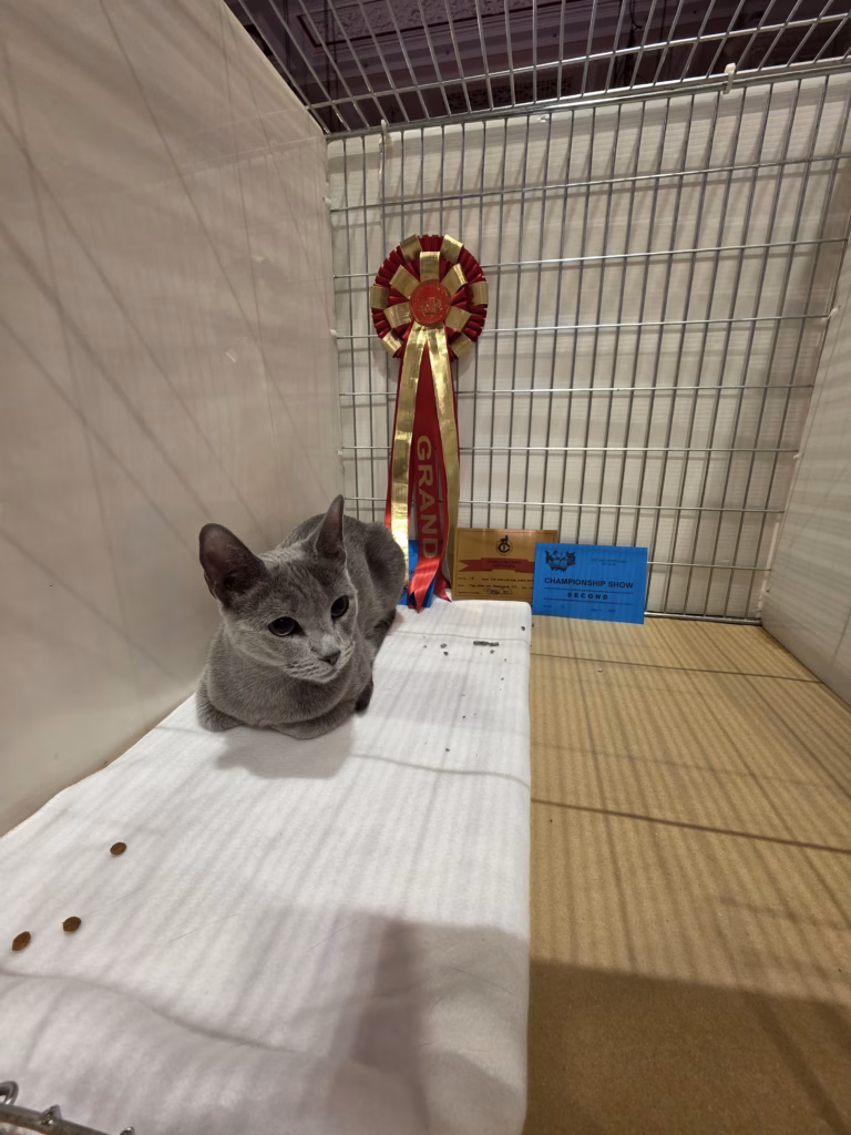 Russian Blue Cat sitting with rosette and certificates