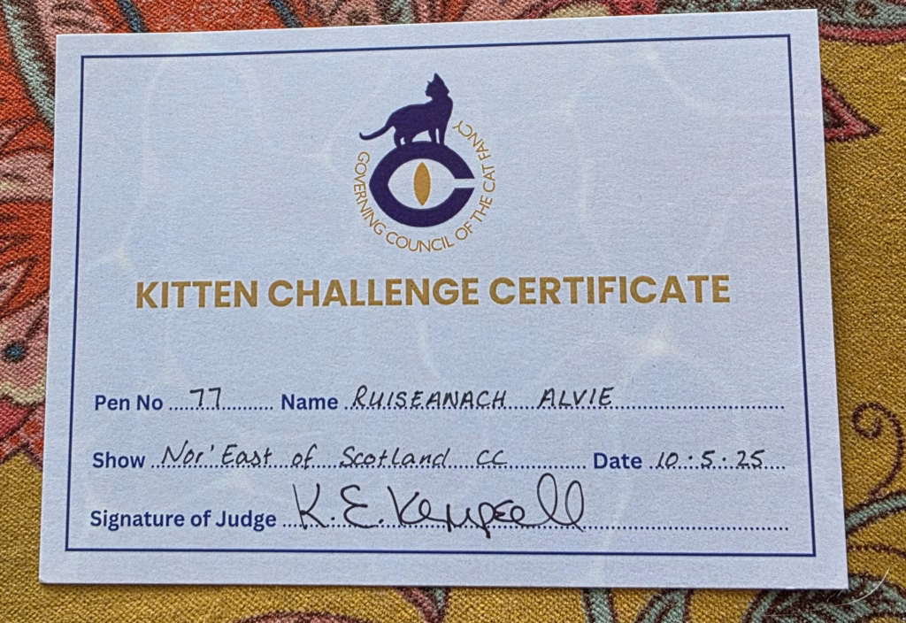 GCCF Kitten challenge certificate