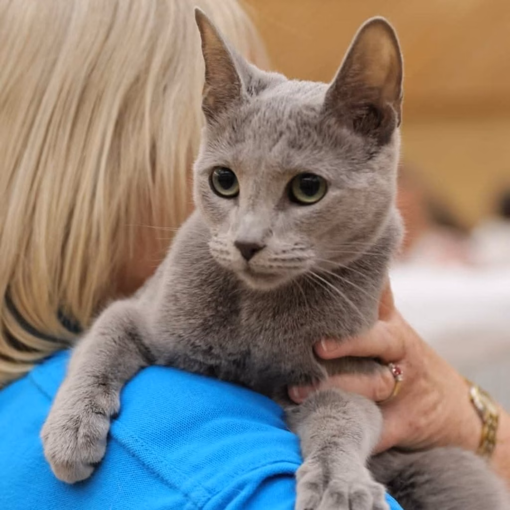 Russian Blue on owners shoulder