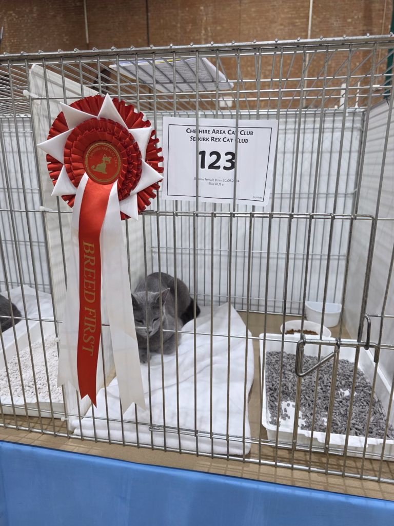 cat at cat show with rosette