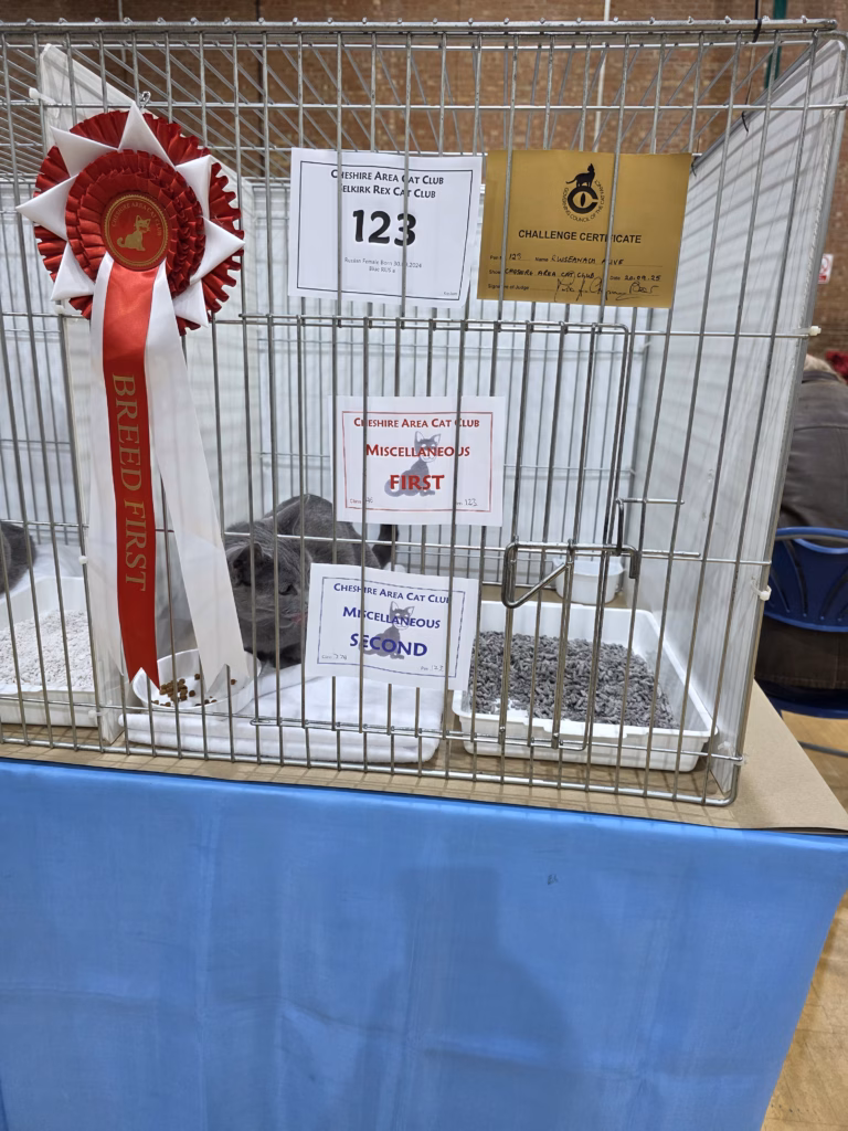 cat with rosette and certificates