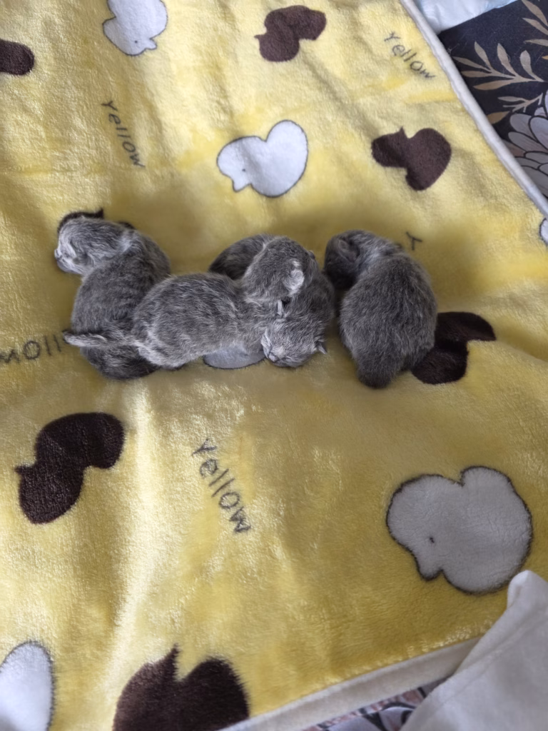 russian blue kittens lying on a yellow blanket