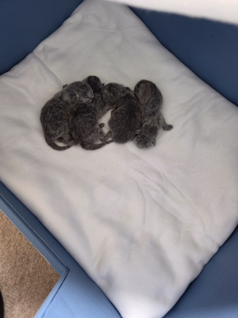 group of newborn kittens cuddled together