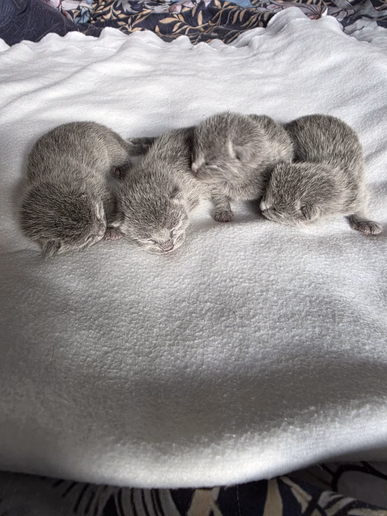 group of russian blue kittens in a row