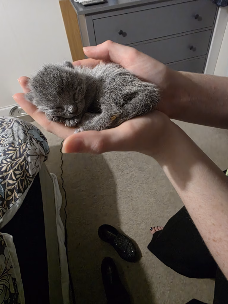 tiny kitten sleeping in a human hand