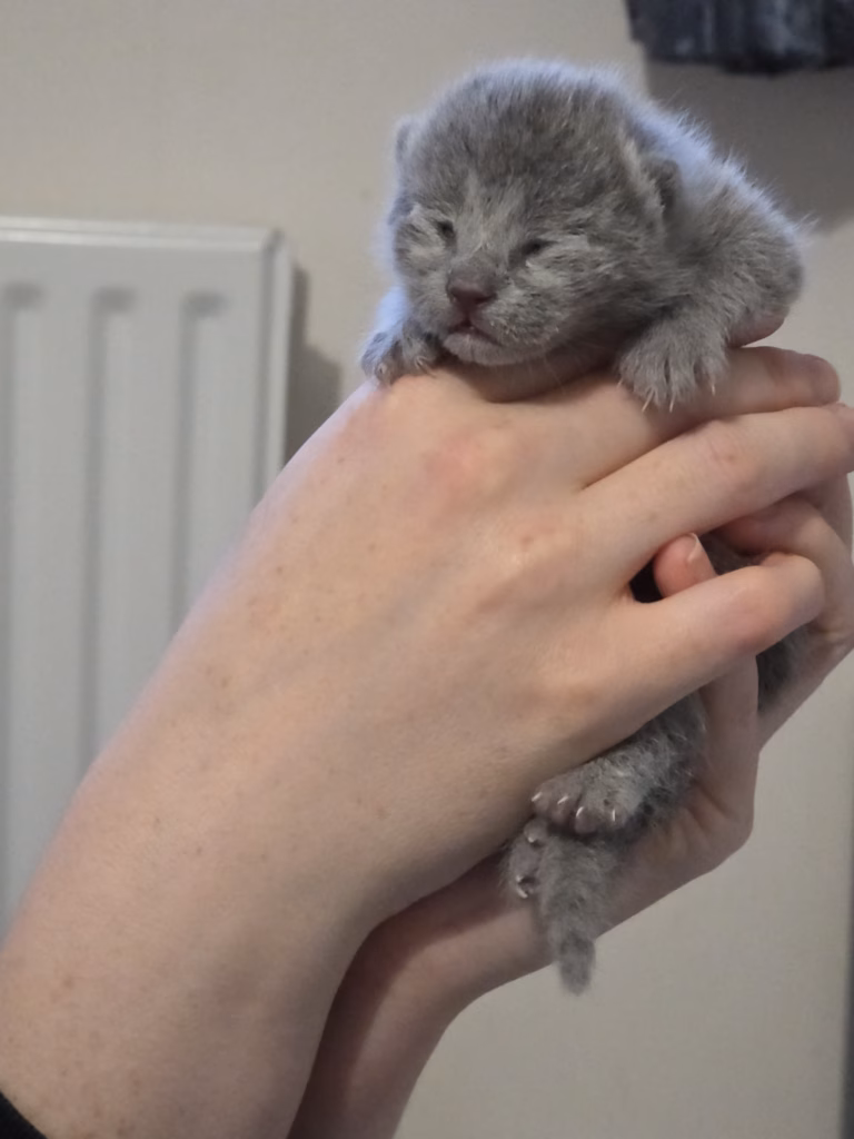 small kitten with it's eyes still closed