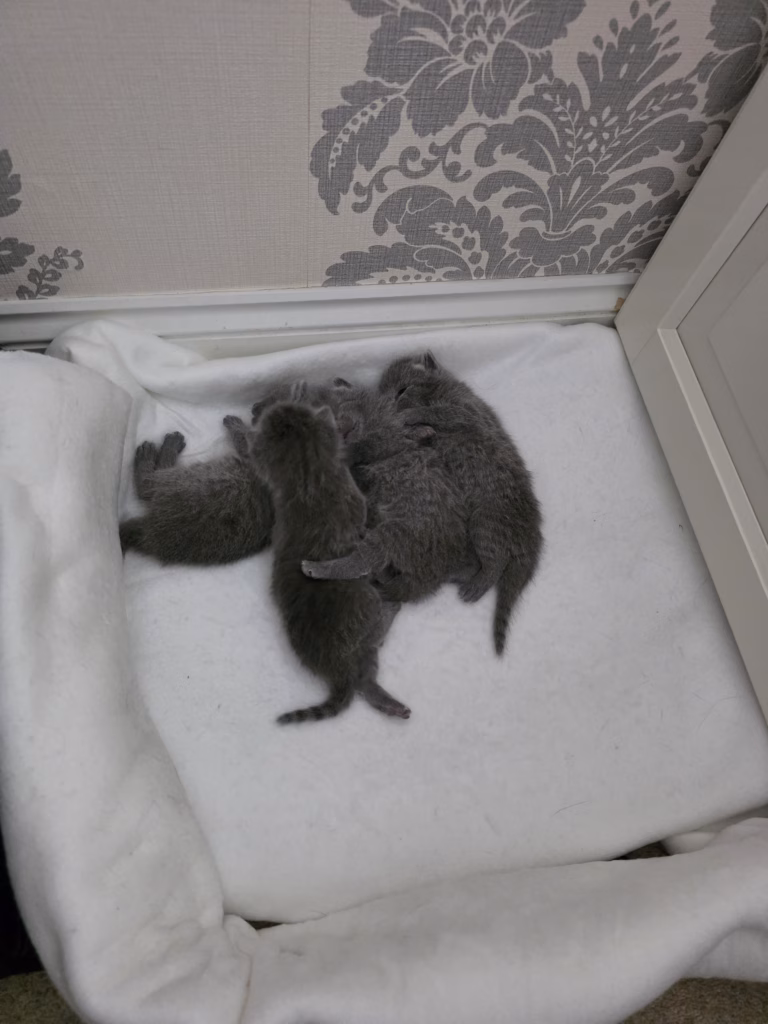 russian blue kittens snuggled together