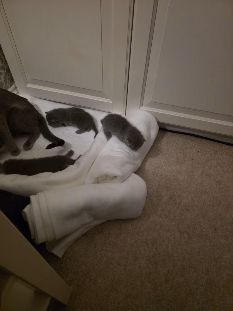 kitten climbing over the small barricade
