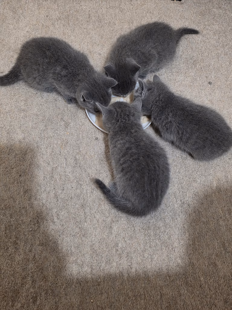 Russian Blue kittens all feeding out of one bowl