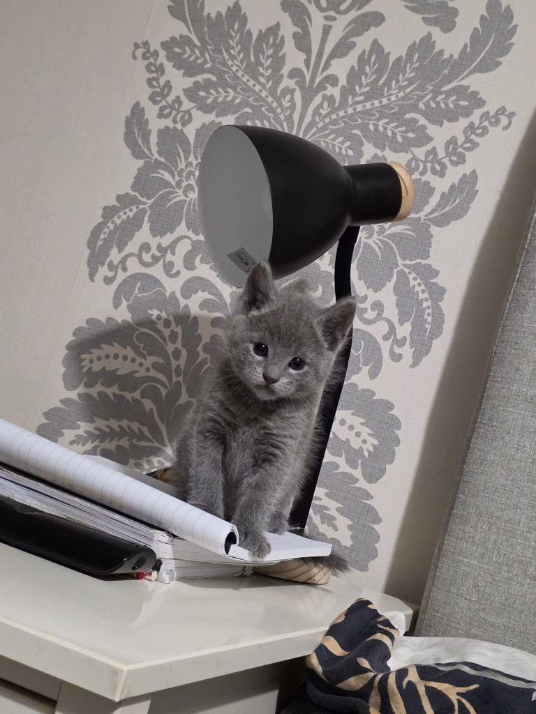 Russian Blue Kitten sitting