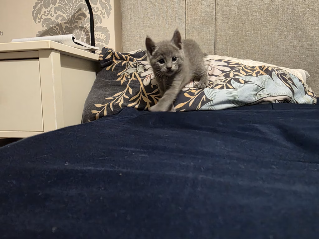 Russian Blue kitten