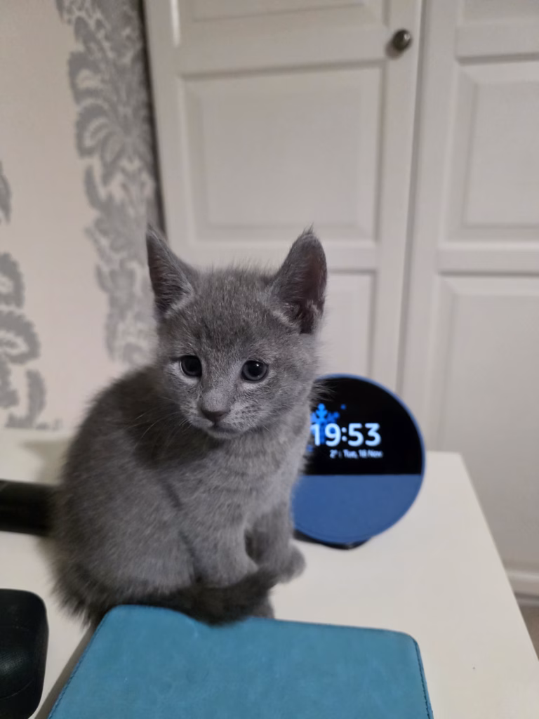 Russian Blue kitten sitting