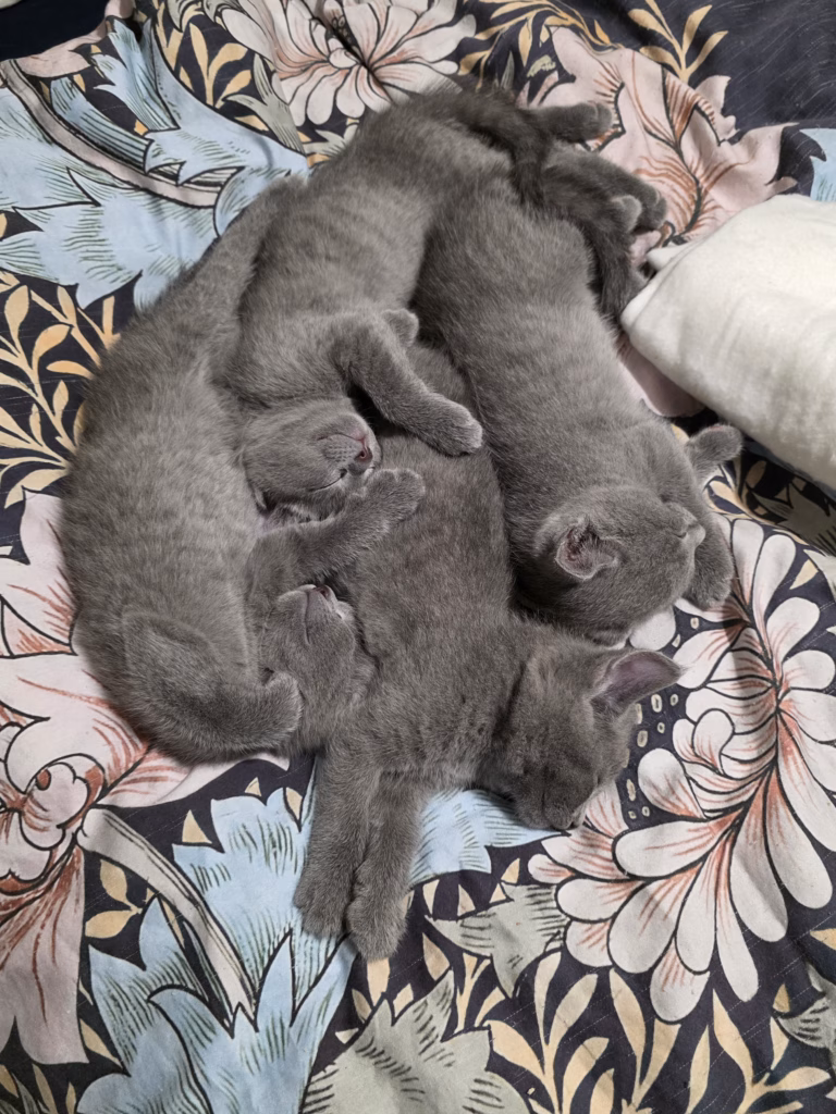 Russian Blue kittens sleeping in a pile