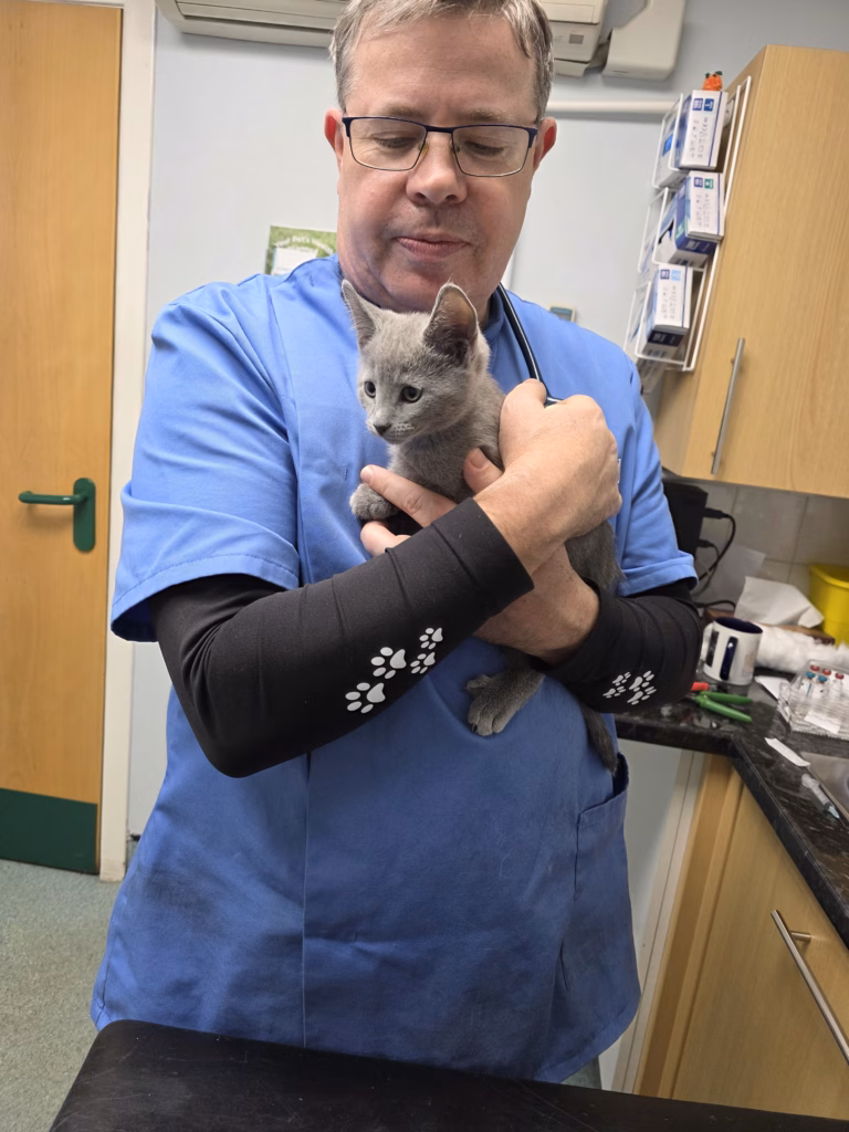 Vet cuddling russian blue kitten