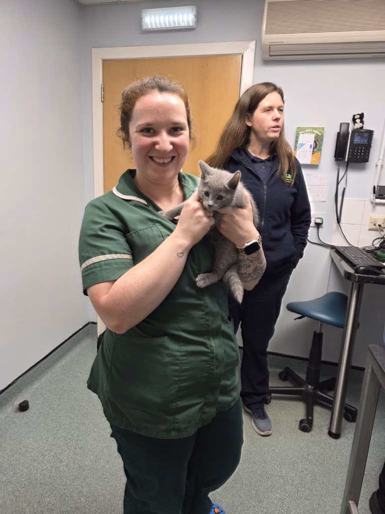 Vet nurse cuddling russian blue kitten