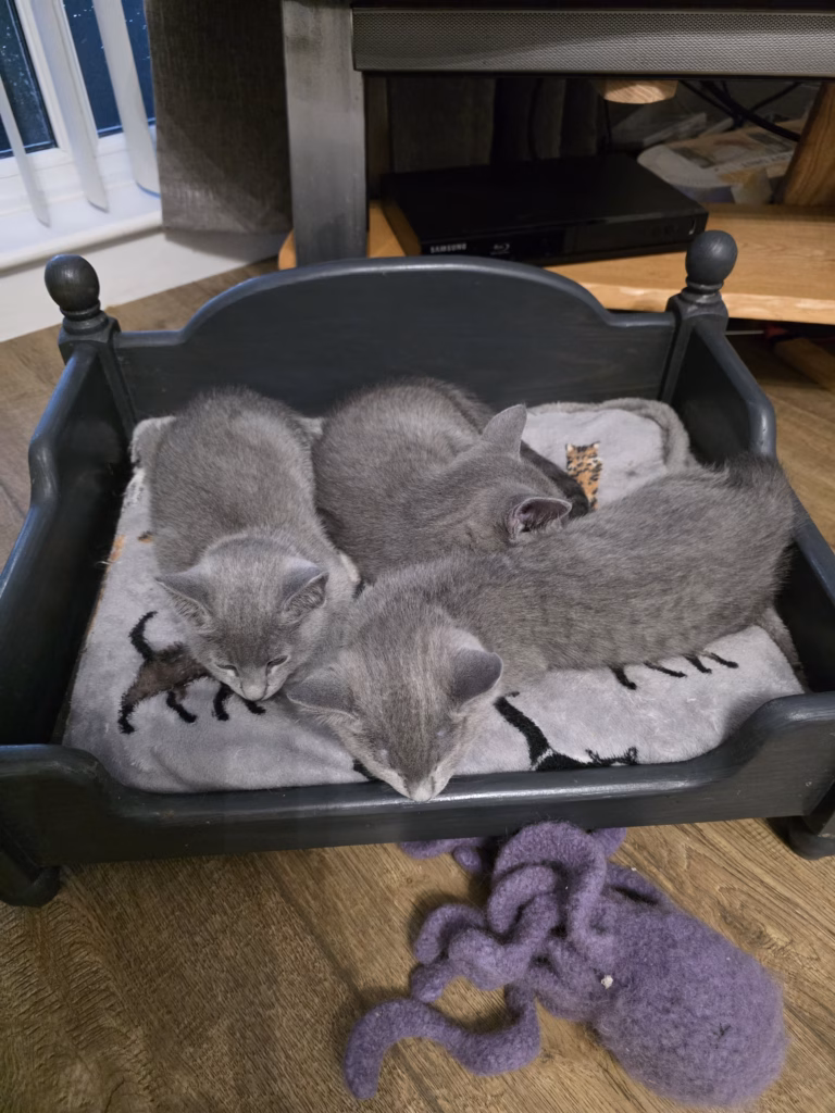 Trio of russian blue kittens sleeping together