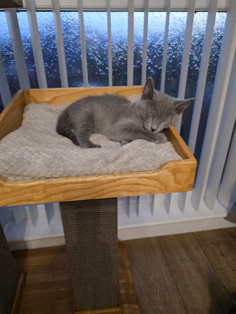 Russian blue kitten sleeping on a cat bed