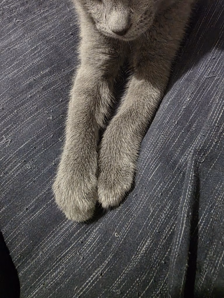 Russian blue kitten's paws