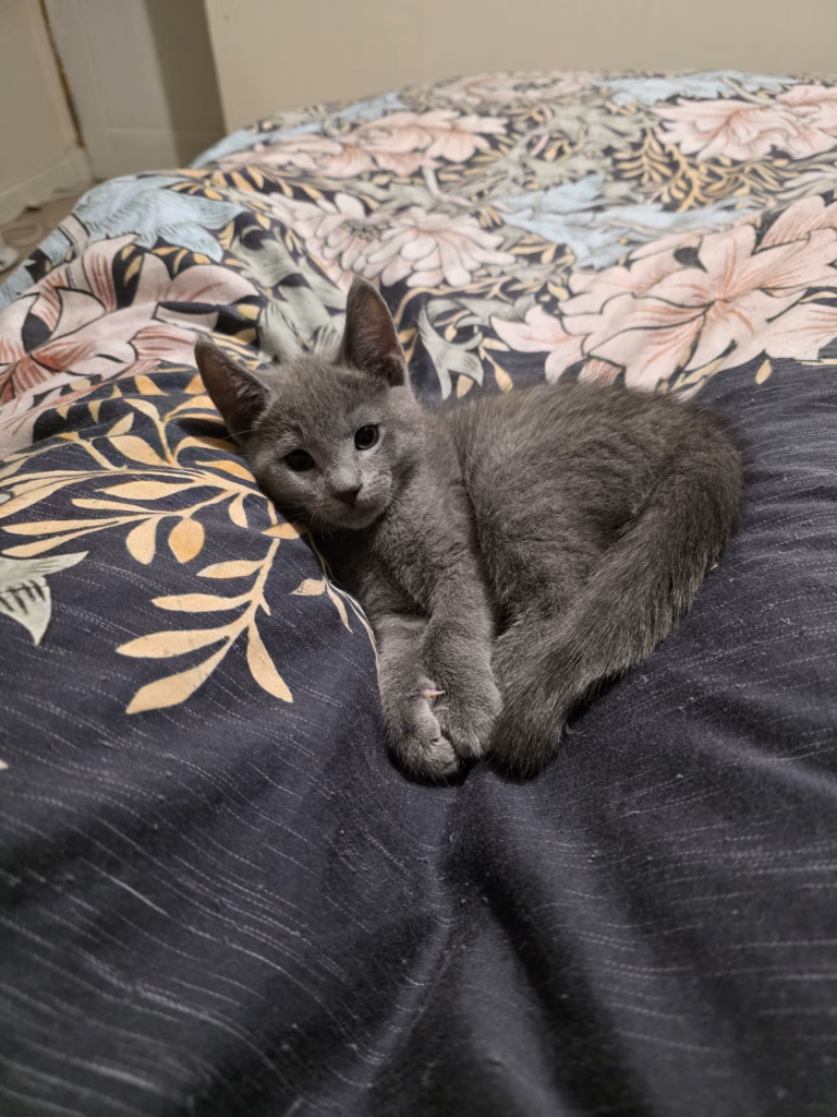 Russian blue kitten curled up but posing for the camera