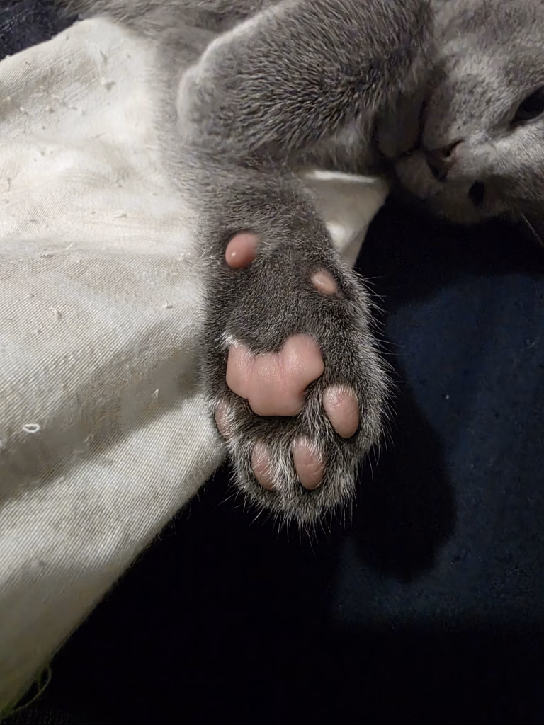 under side of a russian blue paw