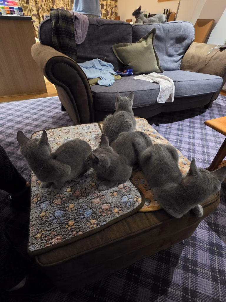 Four kittens sitting together