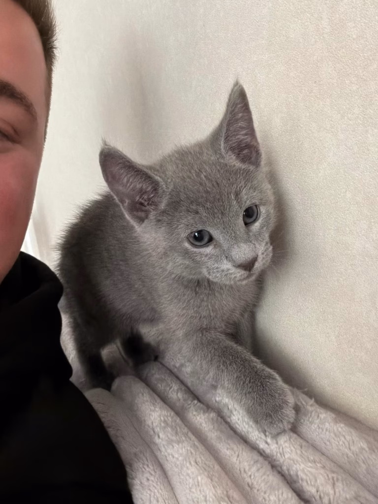 Russian blue kitten sitting face to face with a man