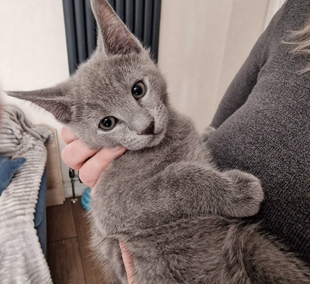 Russian blue kitten being held in owners arms