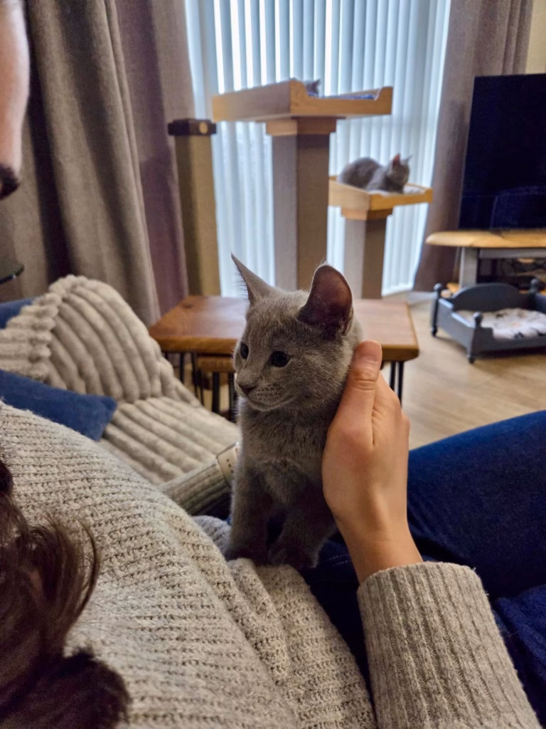 Russian blue kitten sitting on a girls lap