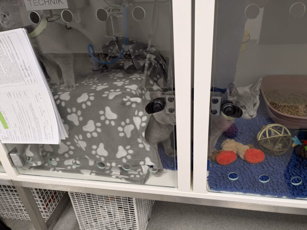 Kittens at a veterinary surgery