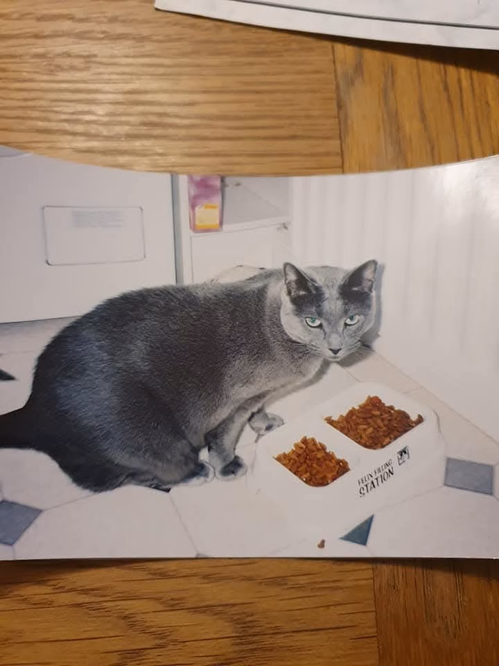 Russian Blue cat at a feeding bowl